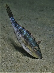 Bridled Leatherjacket photo 2