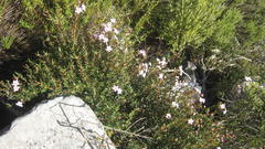 Adenandra fragrans