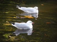 Chroicocephalus ridibundus