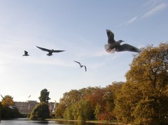 Chroicocephalus ridibundus