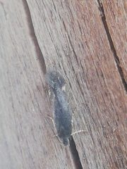 Aproaerema anthyllidella