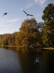 Chroicocephalus ridibundus