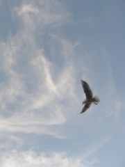 Chroicocephalus ridibundus