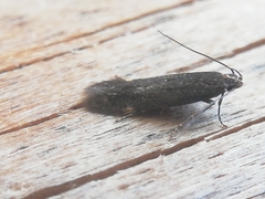 Aproaerema anthyllidella