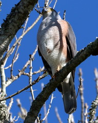 Accipiter tachiro tachiro