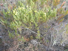 Cyclopia sessiliflora
