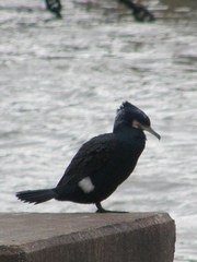 Phalacrocorax carbo