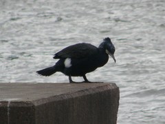 Phalacrocorax carbo