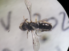 Hylaeus pictipes
