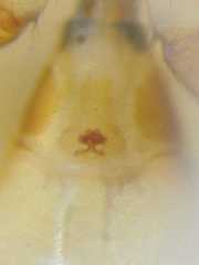 Myrmarachne clavigera