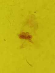 Myrmarachne clavigera