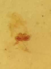 Myrmarachne clavigera