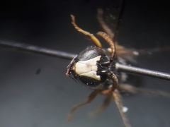 Hylaeus pictipes
