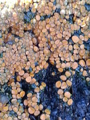 Anthracobia macrocystis