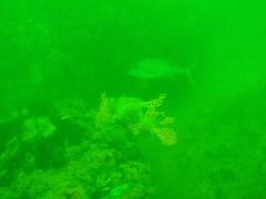 Chirodactylus grandis