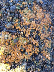 Anthracobia macrocystis