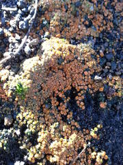 Anthracobia macrocystis