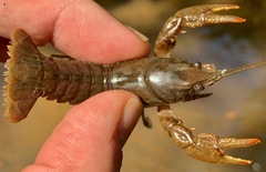 Cambarus acuminatus