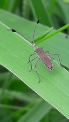 Chariesterus armatus