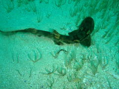 Haploblepharus pictus