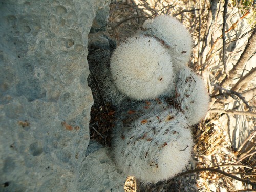 Image of Mammilloydia candida by (c) amantedarmanin, some rights reserved (CC BY)