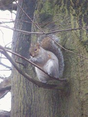 Sciurus carolinensis