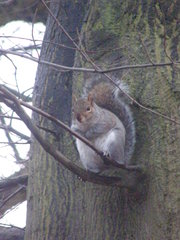 Sciurus carolinensis