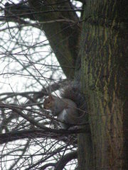 Sciurus carolinensis