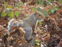 Sciurus carolinensis