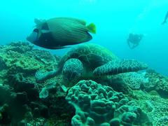 Apolemichthys trimaculatus