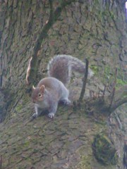 Sciurus carolinensis