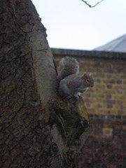 Sciurus carolinensis