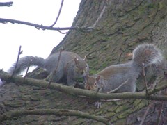 Sciurus carolinensis