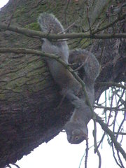 Sciurus carolinensis