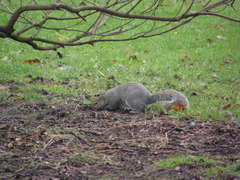 Sciurus carolinensis