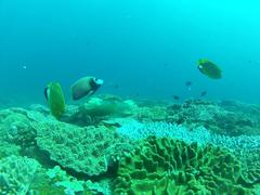 Apolemichthys trimaculatus