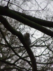 Sciurus carolinensis