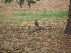Sciurus carolinensis