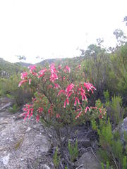 Erica versicolor
