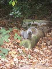 Sciurus carolinensis