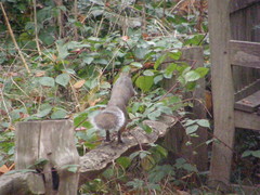 Sciurus carolinensis