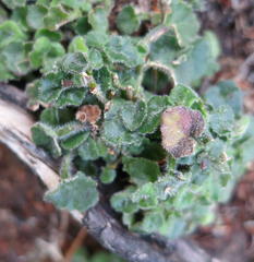 Lobelia ardisiandroides