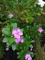 Catharanthus roseus