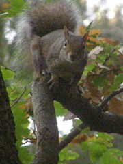 Sciurus carolinensis