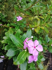 Catharanthus roseus