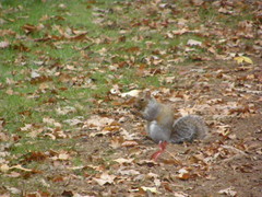 Sciurus carolinensis