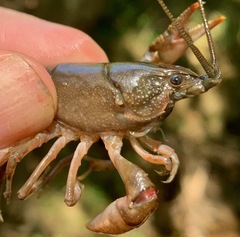 Cambarus acuminatus