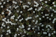 Didymium melanospermum