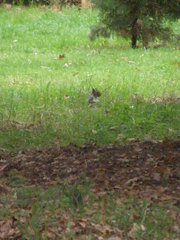 Sciurus carolinensis
