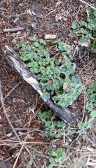 Lobelia ardisiandroides